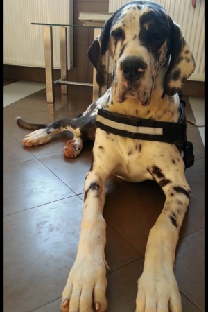 Odin / Kan / 7 honaposan 