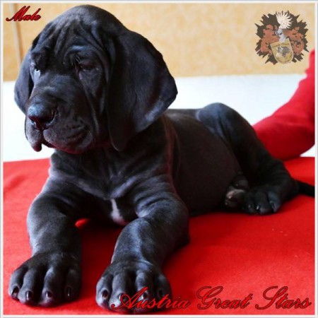 Kvasir Austria Great Stars